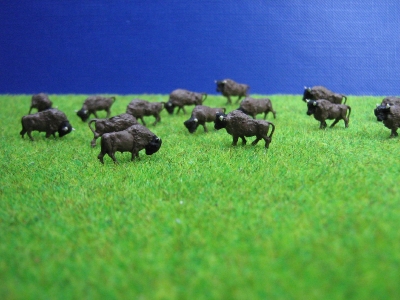 American bison herd